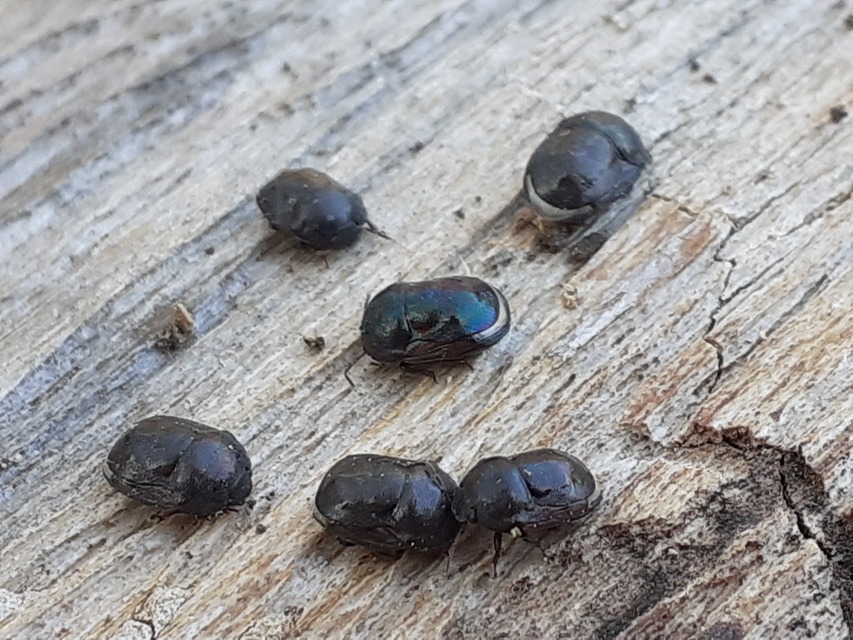 Thyreocoris