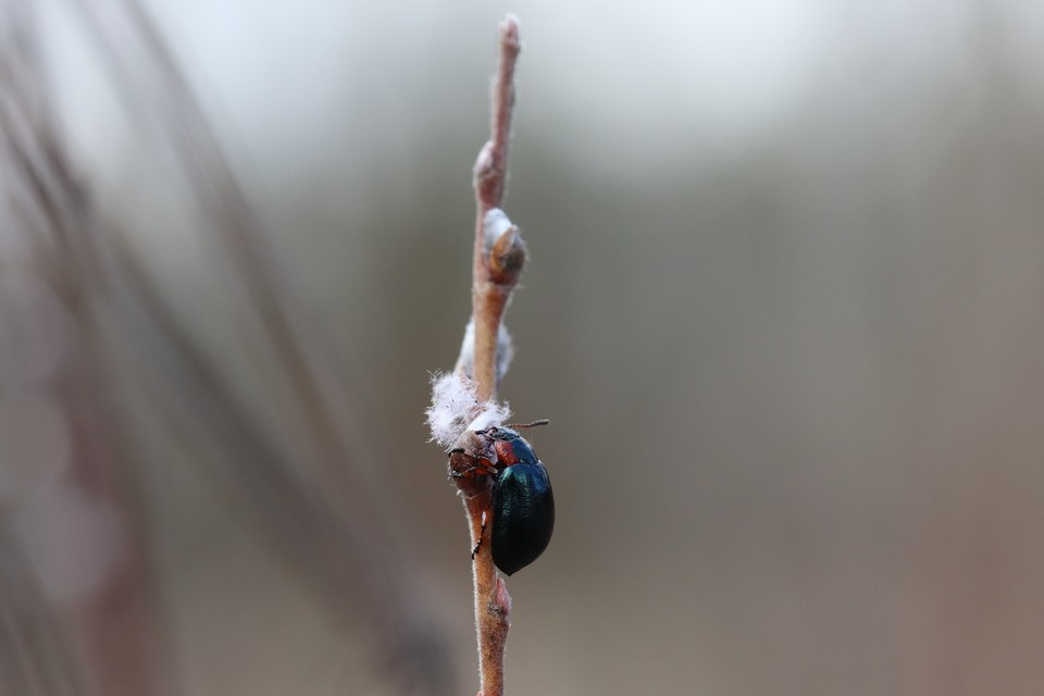Chrysomela collaris - szegettnyakú fűzlevelész