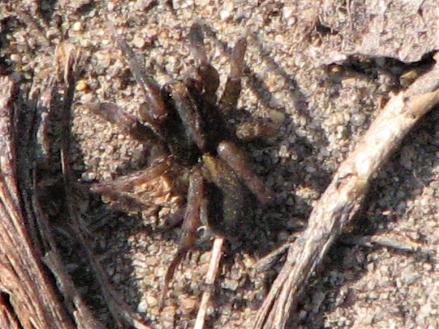 Trochosa