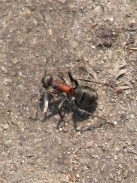 Formica pratensis - réti vöröshangya