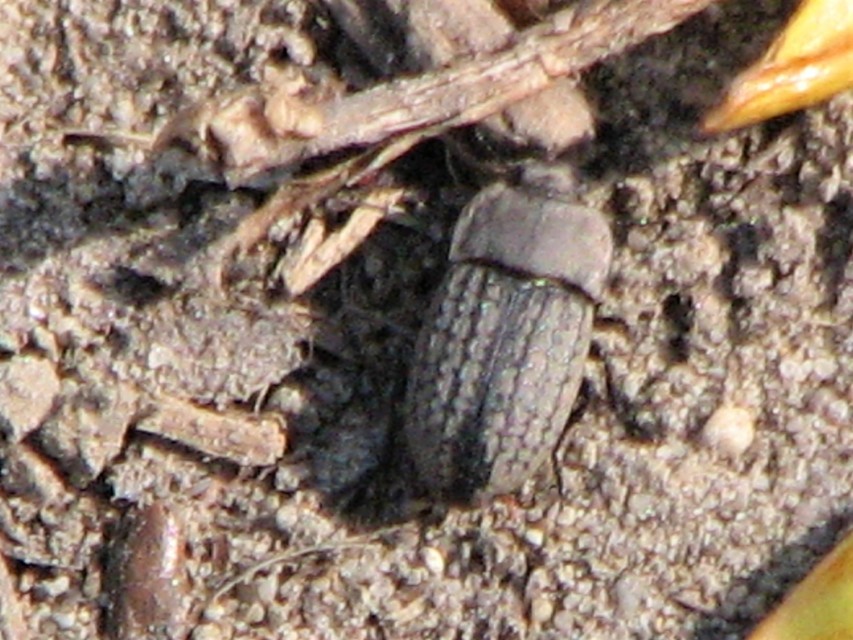 Opatrum sabulosum - sároshátú gyászbogár