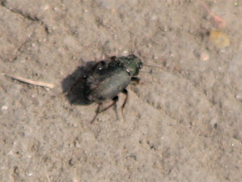 Harpalus distinguendus - mezei lomhafutó