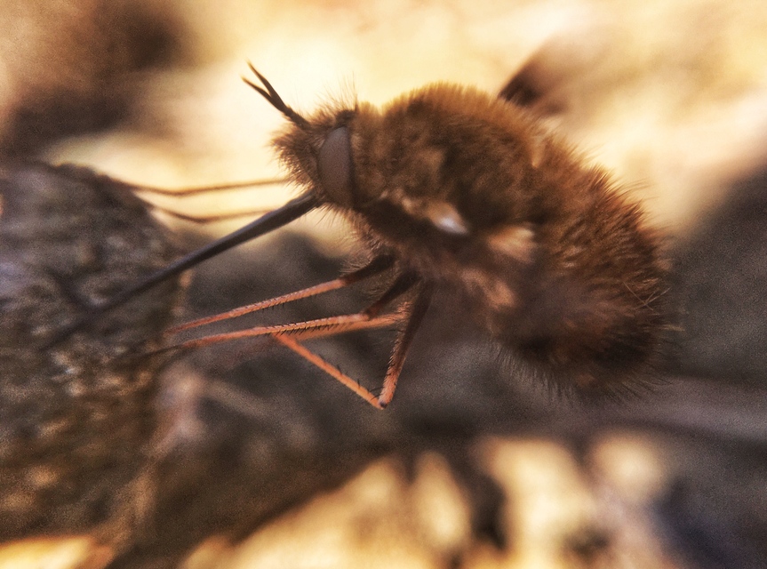 Bombylius major - szegélyes pöszörlégy