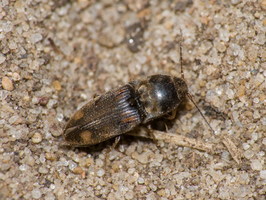 Drasterius bimaculatus - változékony pattanó