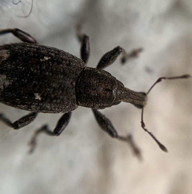 Graptus triguttatus - kárpáti nadálytőormányos
