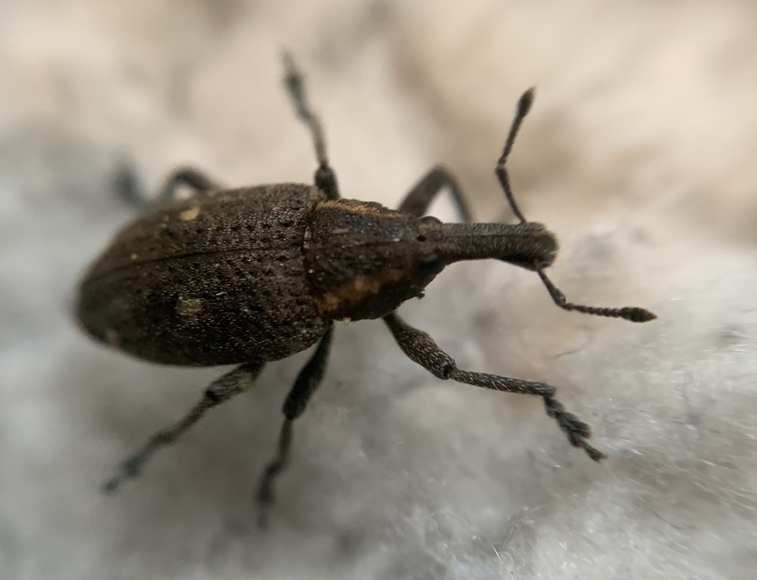 Lepyrus palustris - kétpettyes fűzormányos