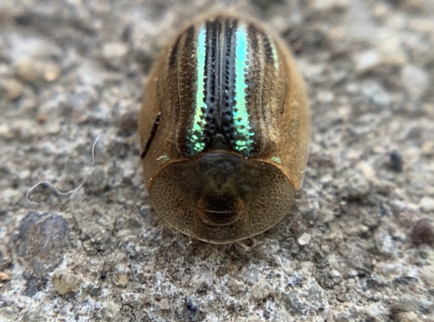 Cassida nobilis - díszes pajzsbogár Cassida nobilis - díszes pajzsbogár