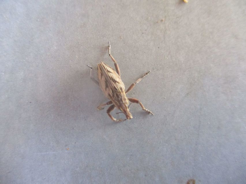 Coniocleonus nigrosuturatus - nyíljegyes barkó