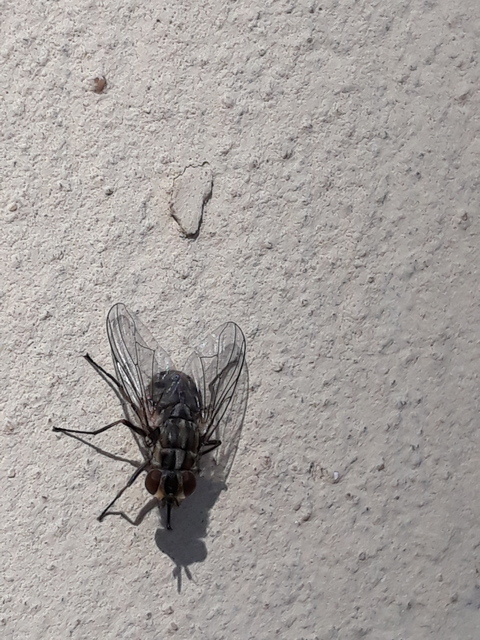 Stomoxys calcitrans - szuronyos istállólégy