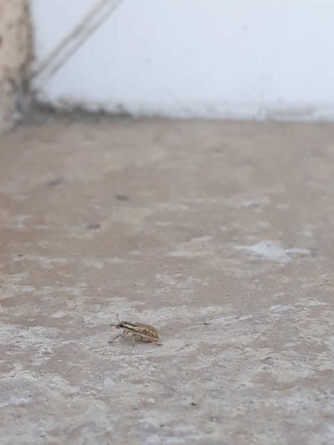 Sitona macularius - borsó-csipkézőbogár