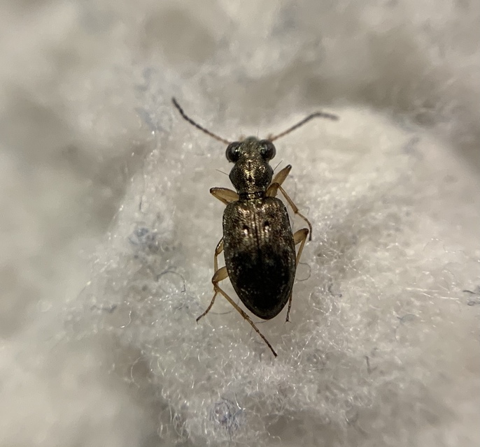 Asaphidion flavipes - közönséges sárfutó