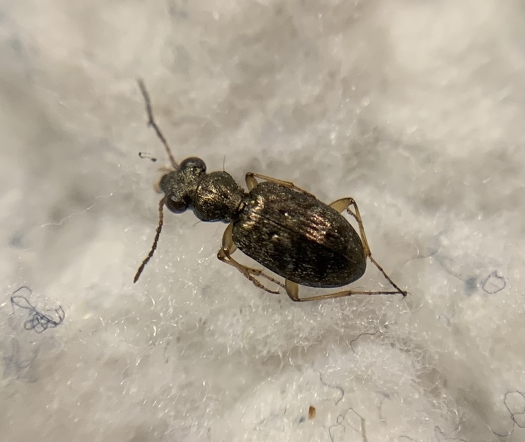 Asaphidion flavipes - közönséges sárfutó