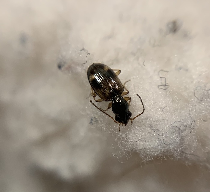 Bembidion articulatum - öves gyorsfutó