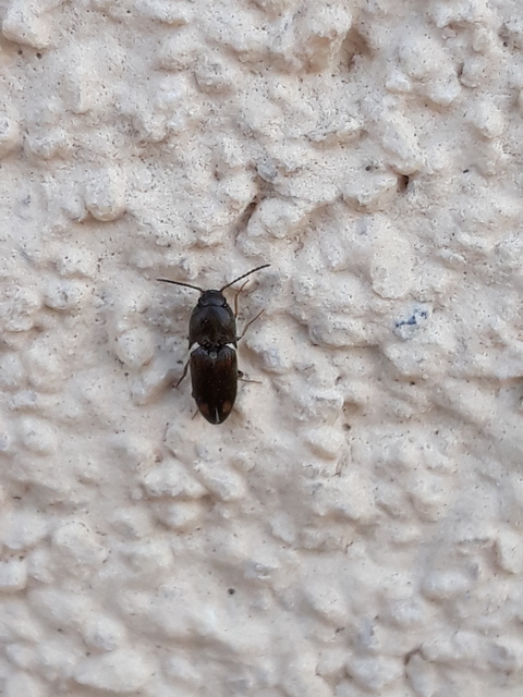 Drasterius bimaculatus - változékony pattanó
