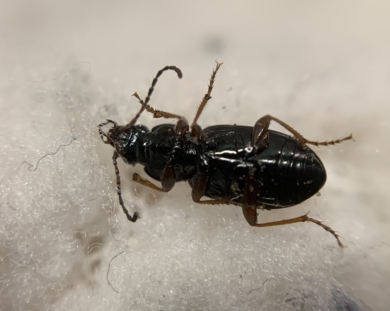 Pterostichus strenuus - gombszemű gyászfutó