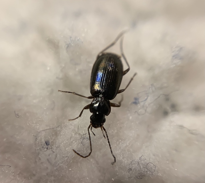 Badister dilatatus - fekete posványfutonc