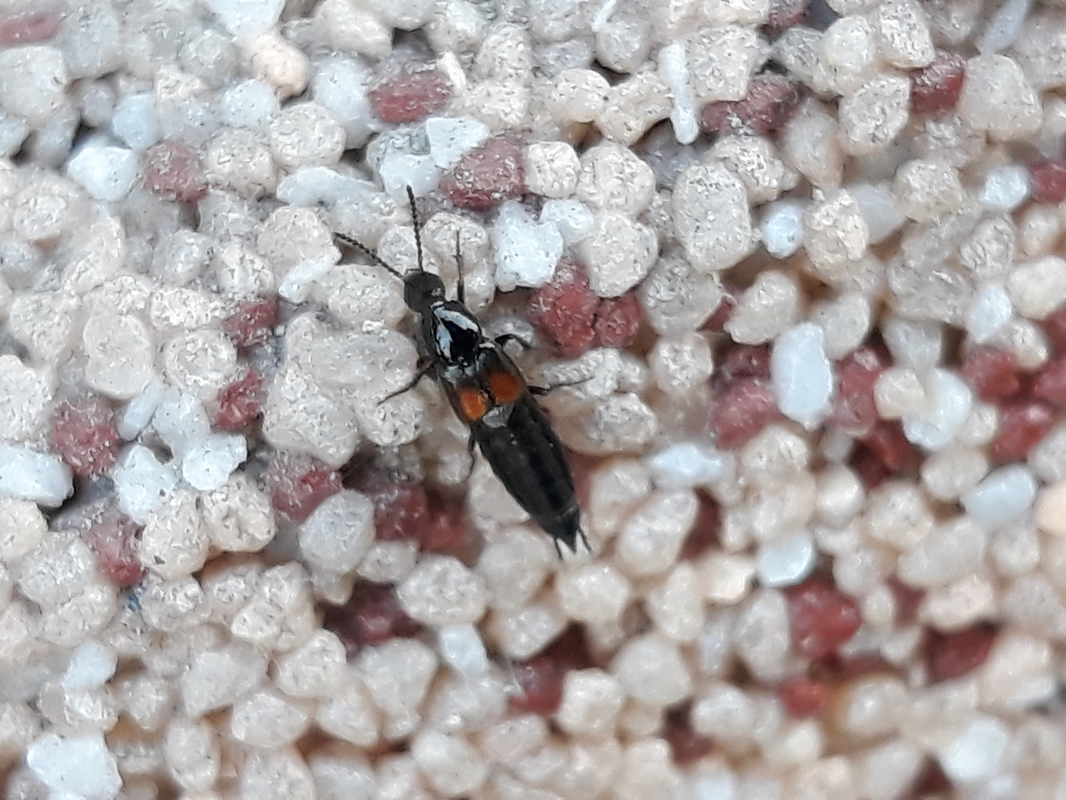 Philonthus nitidicollis - kétfoltos ganajholyva