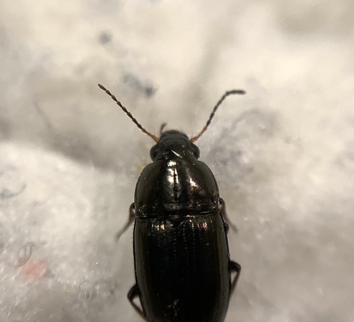 Amara lucida - fénylő közfutó Amara lucida - fénylő közfutó