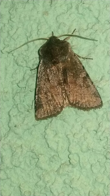 Cerastis rubricosa - vörhenyes tavaszibagoly