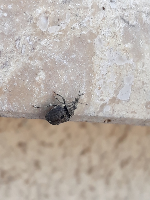 Stenocarus cardui - pipacsgyökér-ormányos