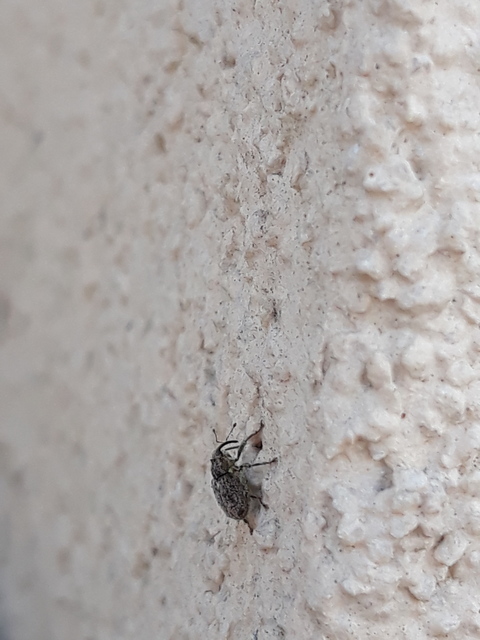 Ceutorhynchus pallidactylus - szőrös repce-ceutormányos
