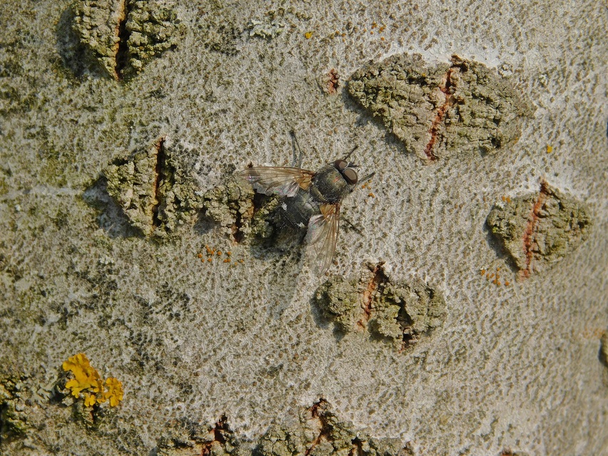 Pollenia