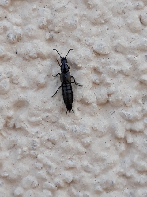 Philonthus