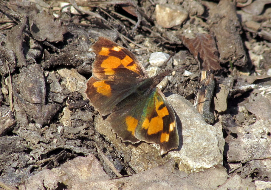 Libythea celtis - csőröslepke