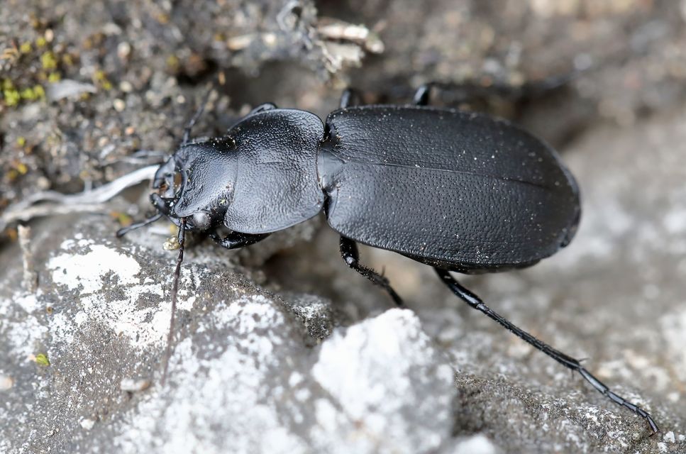 Licinus cassideus - nagy pajzsosfutonc