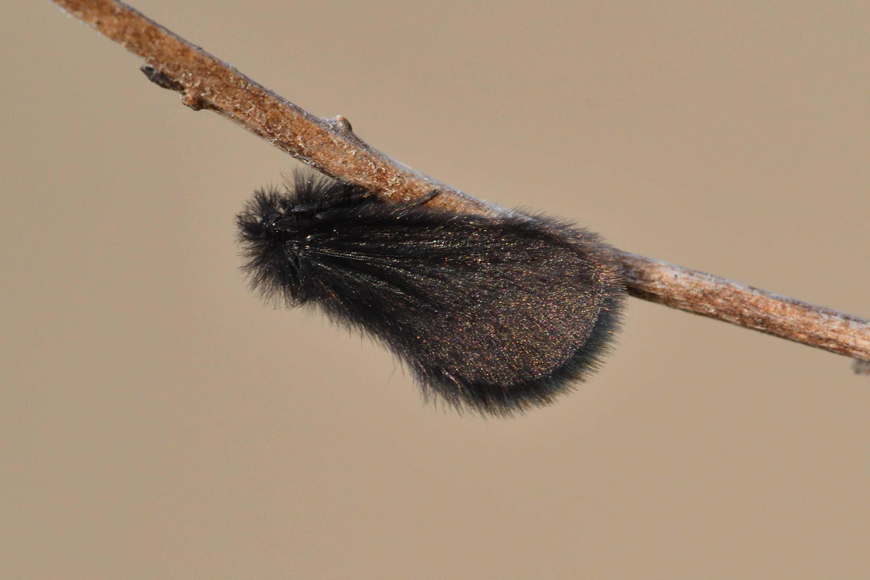 Epichnopterix plumella kovacsi - magyar zsákhordólepke
