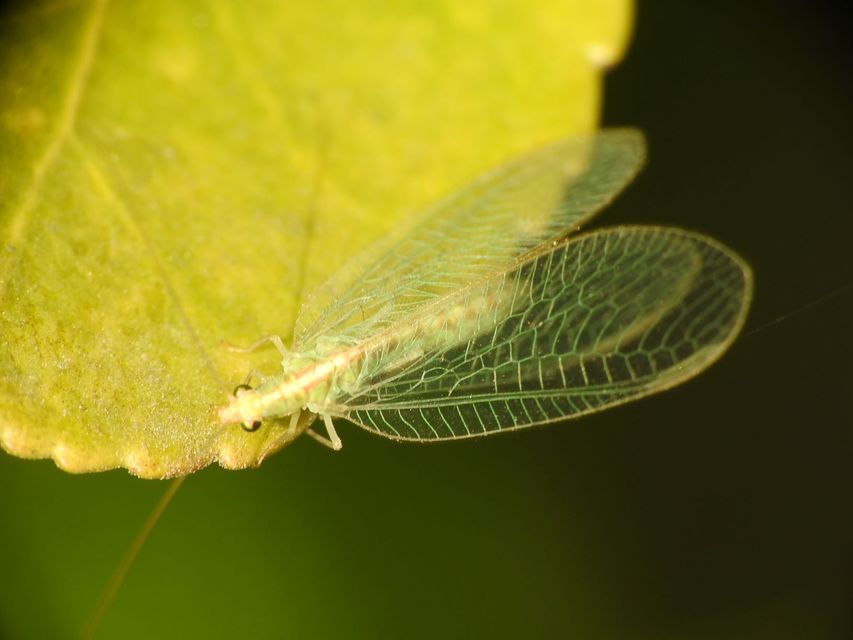 Chrysopidae - zöldfátyolkák