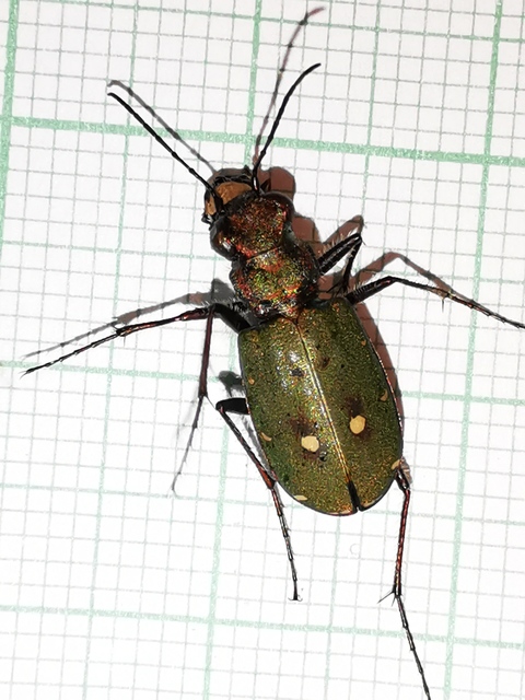 Cicindela campestris - mezei homokfutrinka