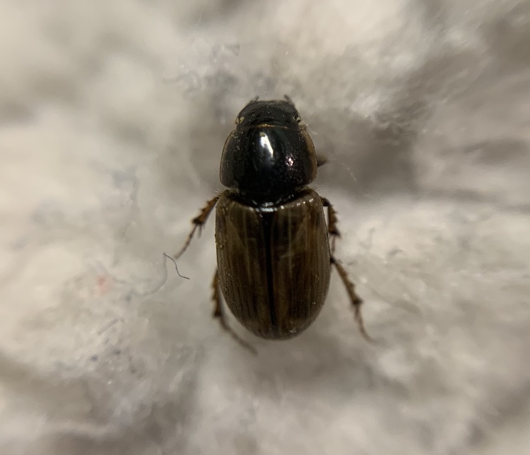 Aphodius prodromus - sárgalábú trágyabogár