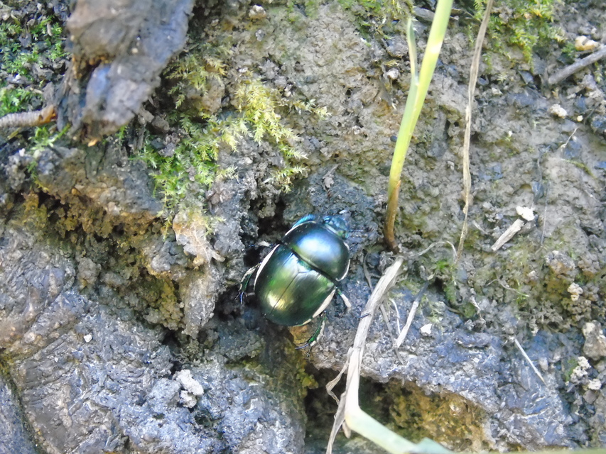 Trypocopris vernalis - tavaszi álganéjtúró