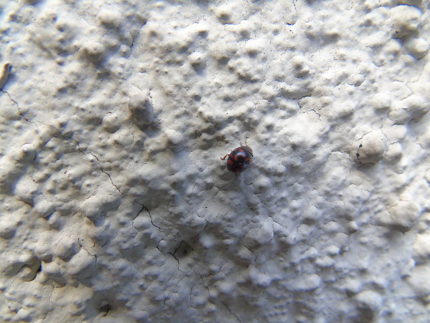 Subcoccinella vigintiquatuorpunctata - lucernaböde