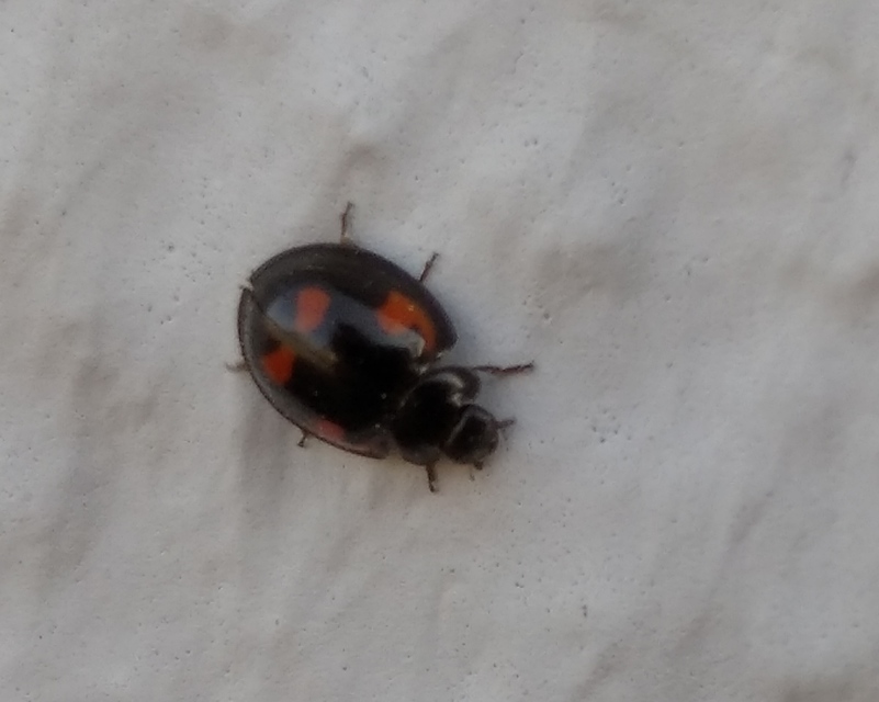 Exochomus quadripustulatus - négyfoltos szerecsenkata
