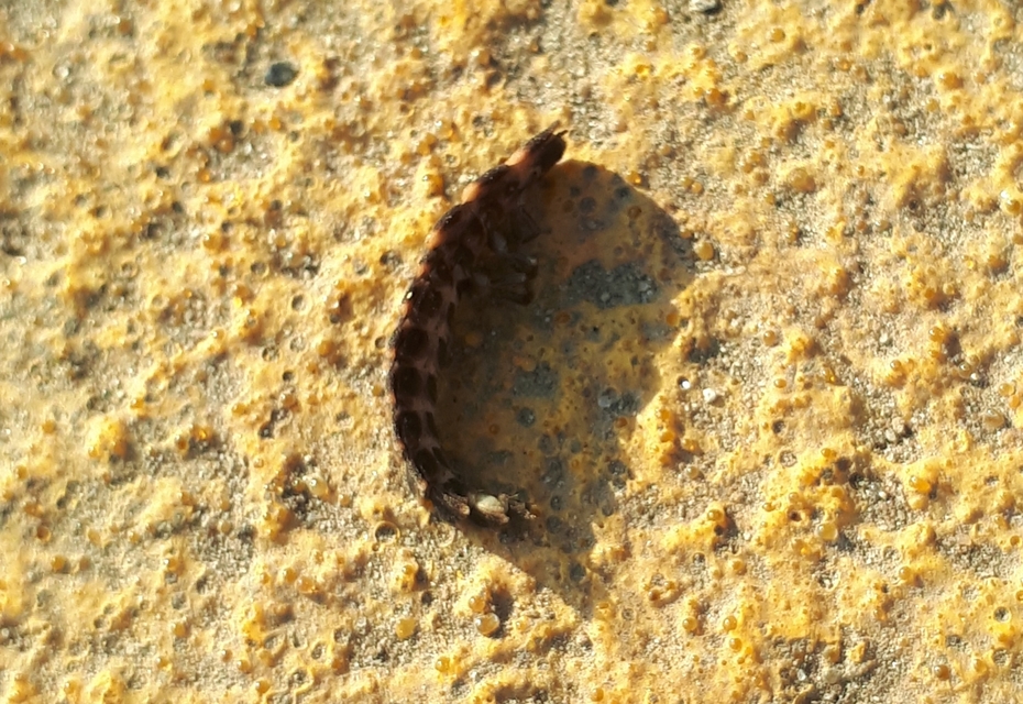 Lampyris noctiluca - nagy szentjánosbogár