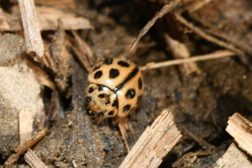 Tytthaspis sedecimpunctata - tizenhatpettyes katica