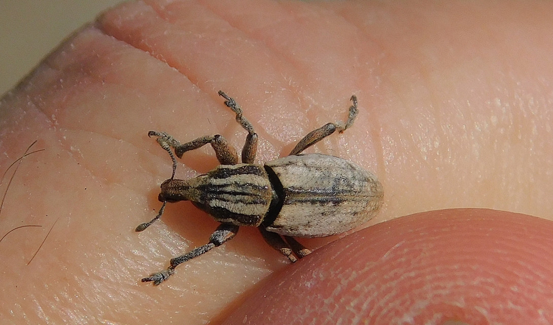Pseudocleonus cinereus - hamvas barkó
