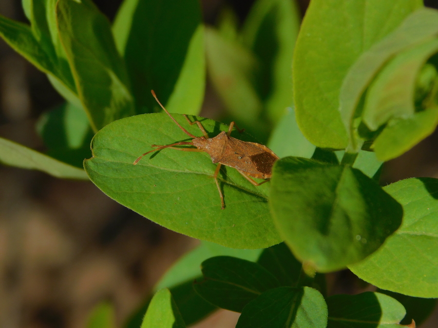 Gonocerus acuteangulatus - aranypetés karimáspoloska