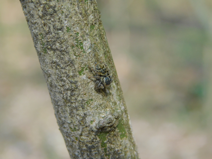 Carrhotus xanthogramma - rozsdás ugrópók