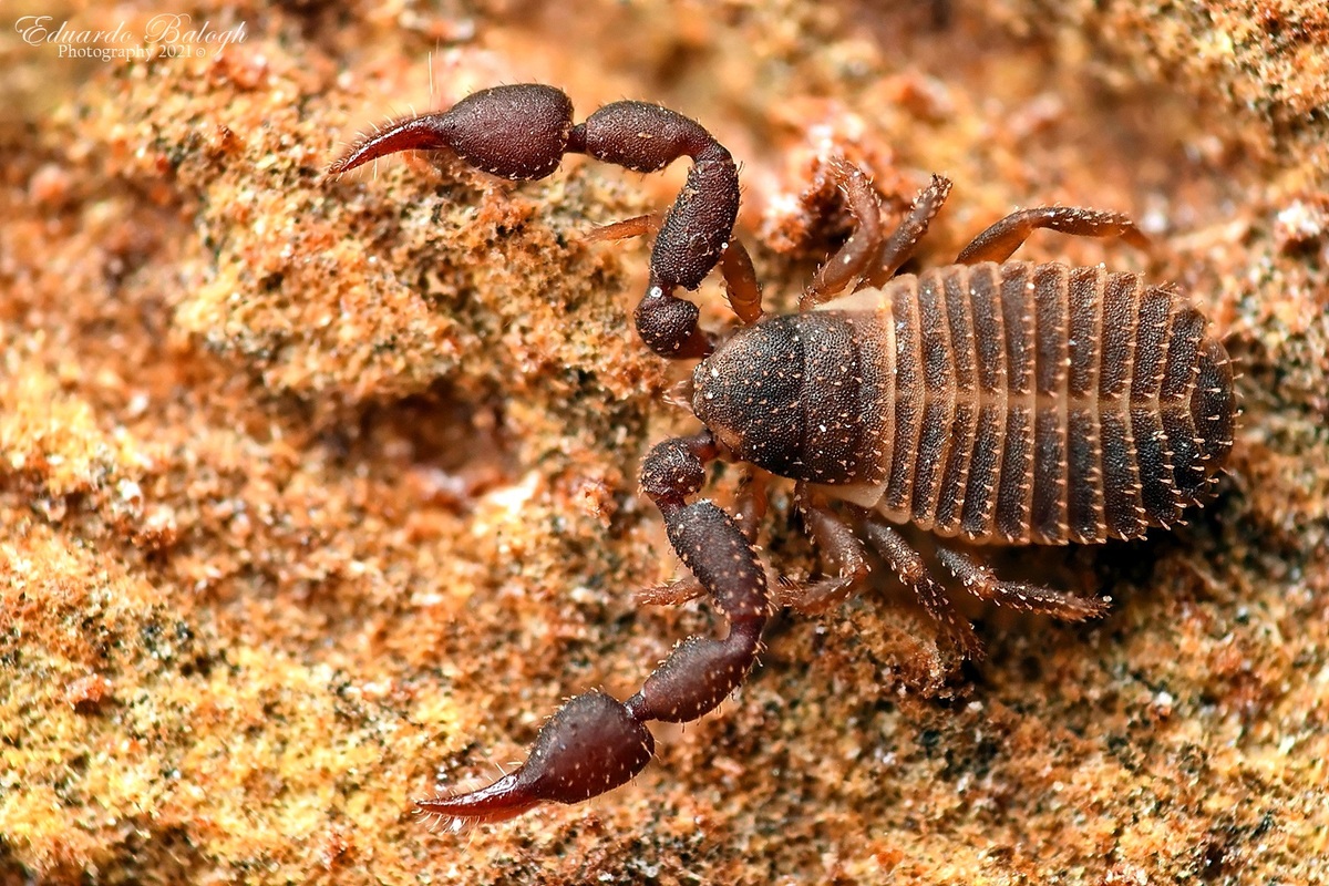 Chernetidae