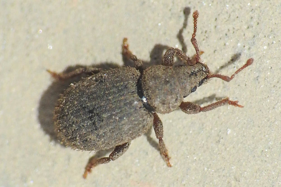 Archeophloeus inermis - ál-éjiormányos