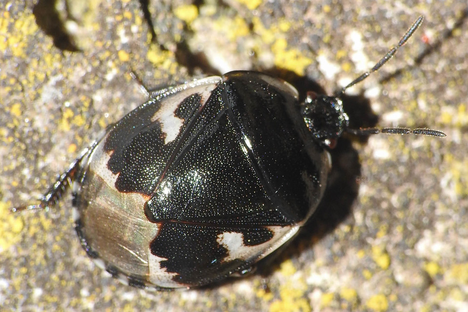 Tritomegas bicolor - foltos földipoloska