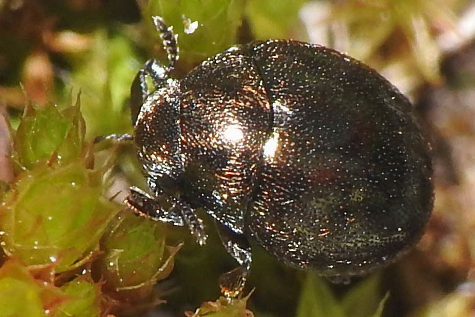 Lamprobyrrhulus nitidus - föveny-labdacsbogár