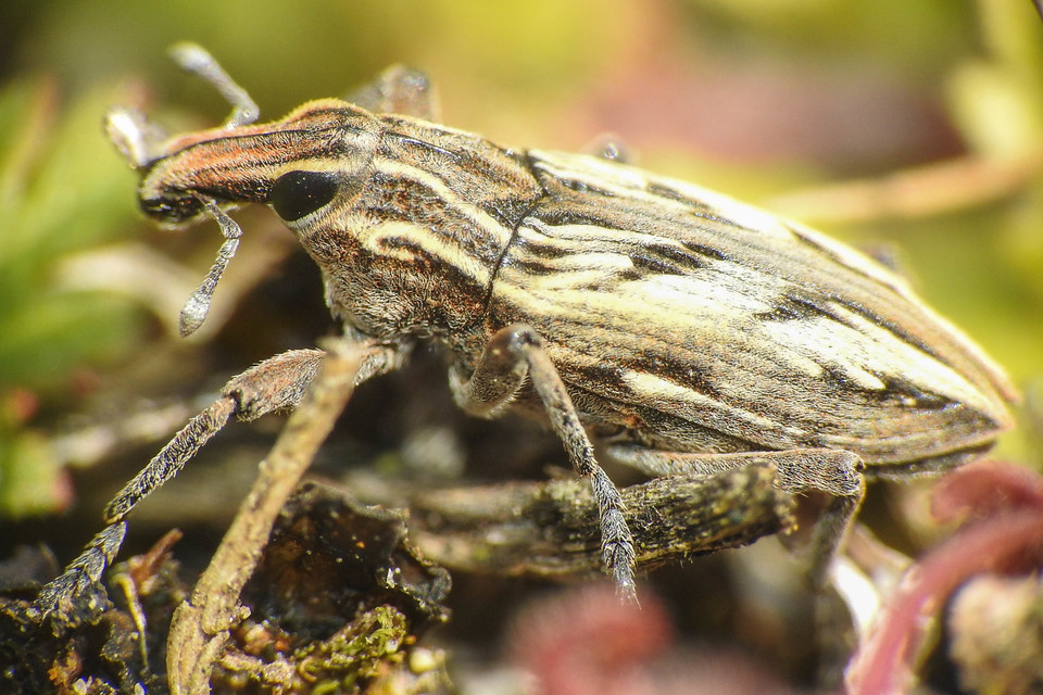 Coniocleonus nigrosuturatus - nyíljegyes barkó