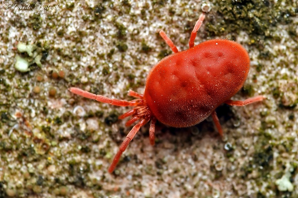 Allothrombium
