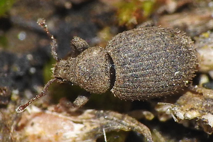 Archeophloeus inermis - ál-éjiormányos