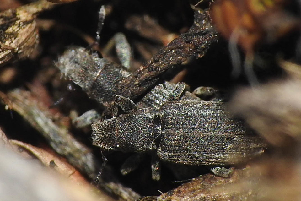 Sitona callosus - szempillás csipkézőbogár