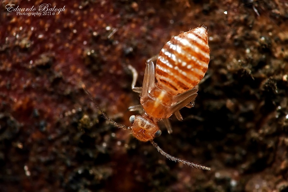 Psocoptera - Fürgetetvek